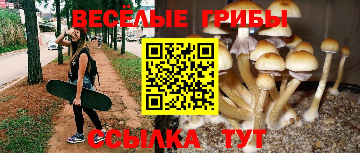 Псилоцибиновые грибы прущие грибы  Галлюциногенные грибы прущие грибы  Владикавказ  Вход с VPN 